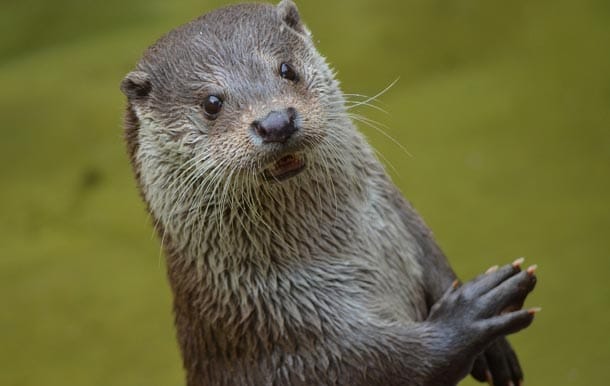 Otters Caught On Infra Red Cameras