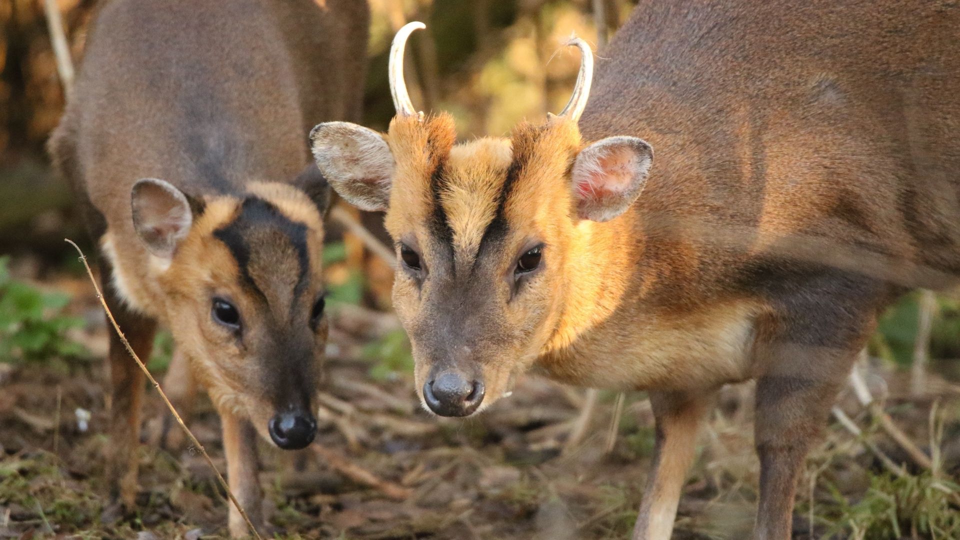 Keeping Wildlife Safe: Dog Incident – Ranger Report.